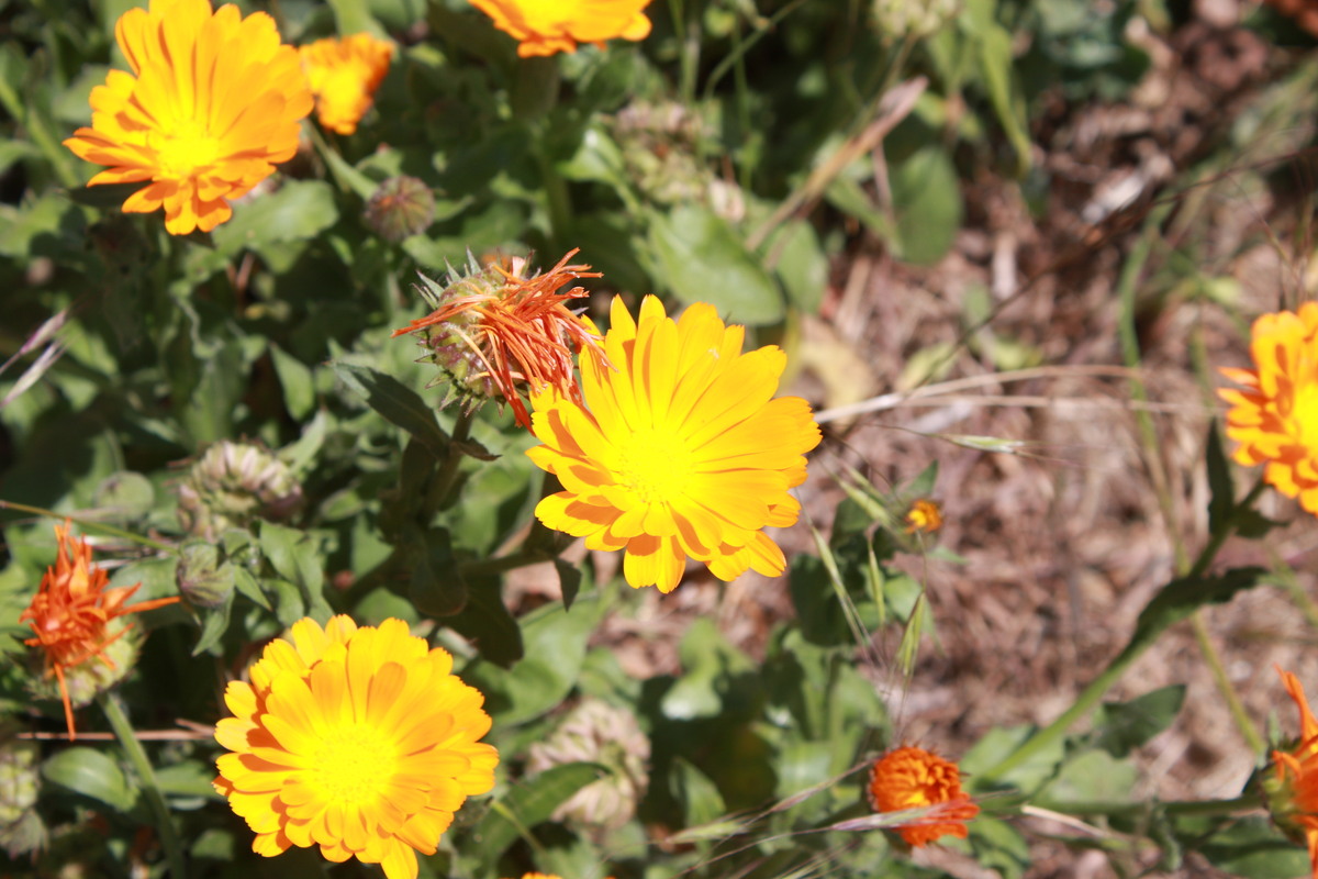 wild flowers